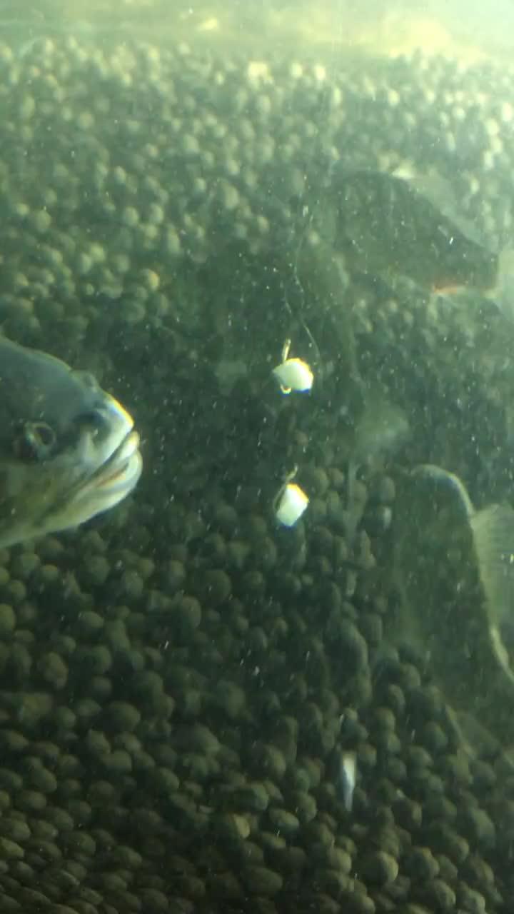 深海鱼吃瓜视频,揭秘神秘深海鱼如何享用“瓜果盛宴”