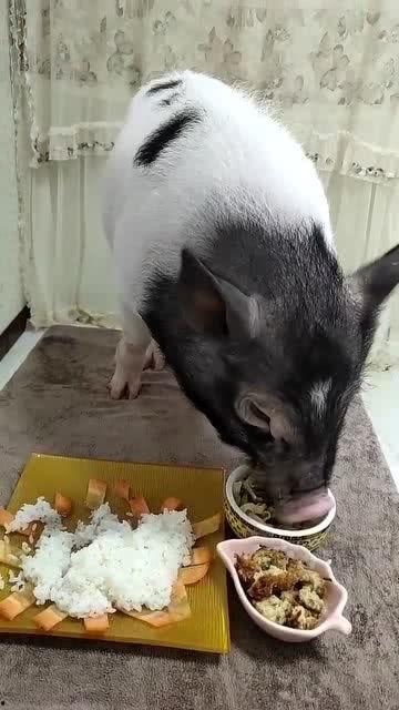 小猪吃羊角瓜视频,萌态可掬萌翻网友