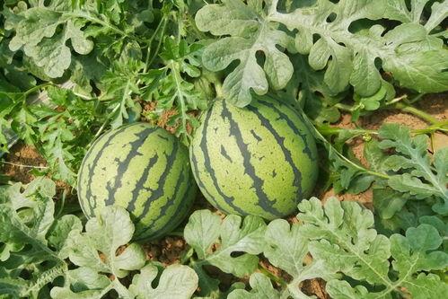 吃瓜道具怎么做好看的视频,打造吸睛的吃瓜道具展示