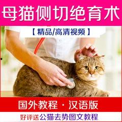 吃瓜猫视频素材网站,热门视频素材网站的精彩瞬间