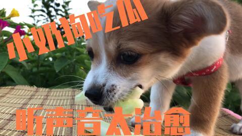 反派小狗吃瓜视频播放,揭秘背后惊人真相！