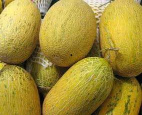 泰迪可吃哈密瓜吗视频,揭秘哈密瓜的适宜性