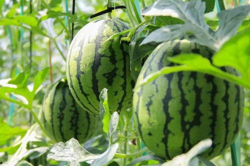 表嫂摘西瓜吃瓜视频,甜蜜瓜果引网友热议