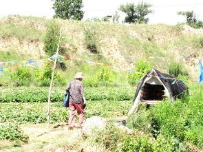 榆林吃瓜视频,揭秘当地特色美食背后的故事
